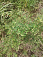 Euphorbia lasiocarpa