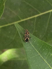 Graptostethus servus