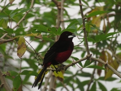 Ramphocelus melanogaster