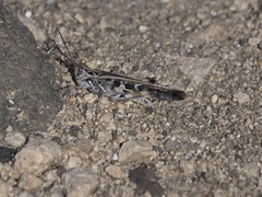 Oedaleus abruptus