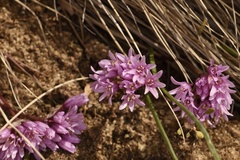 Allium aaseae