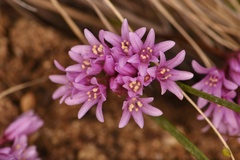 Allium aaseae
