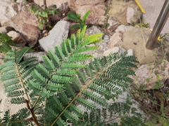 Phyllanthus emblica