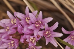 Allium aaseae