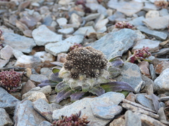 Saussurea gnaphalodes