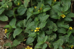 Calyptocarpus vialis