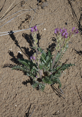 Oxytropis strobilacea