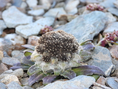 Saussurea gnaphalodes