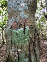 Herpothallon rubrocinctum