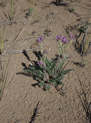 Oxytropis strobilacea