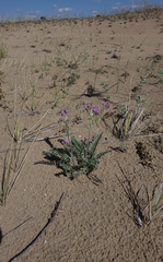 Oxytropis strobilacea