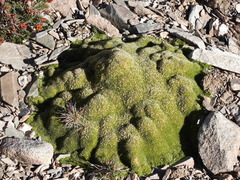 Thylacospermum caespitosum