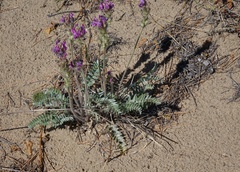 Oxytropis strobilacea