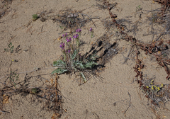 Oxytropis strobilacea