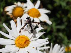 Daptolestes limbipennis