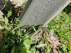 Oldenlandia corymbosa