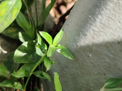 Oldenlandia corymbosa