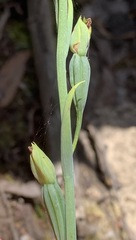 Calochilus