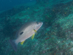 Lutjanus russellii