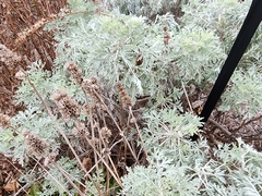 Artemisia arborescens