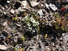 Leontopodium