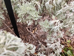 Artemisia arborescens
