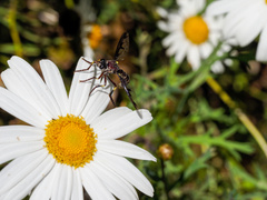 Daptolestes limbipennis