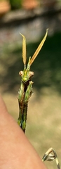 Empusa binotata