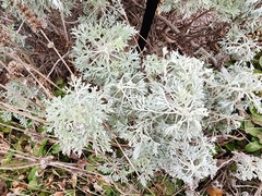 Artemisia arborescens