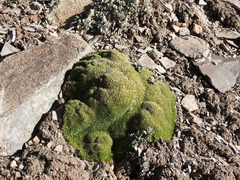 Thylacospermum caespitosum