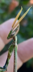 Empusa binotata