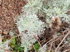 Artemisia arborescens
