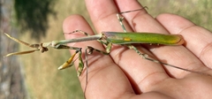 Empusa binotata