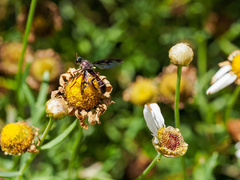 Daptolestes limbipennis