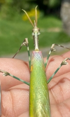Empusa binotata
