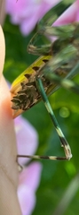 Empusa binotata