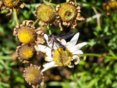 Daptolestes limbipennis
