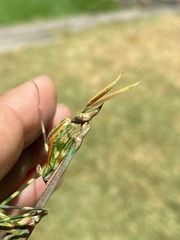 Empusa binotata
