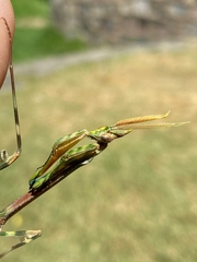 Empusa binotata