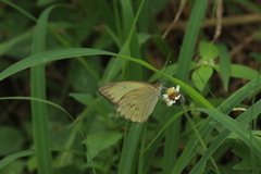 Ascia monuste monuste