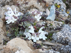 Pedicularis cheilanthifolia