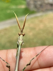 Empusa binotata