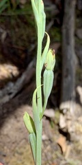 Calochilus