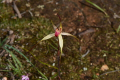 Caladenia fulva