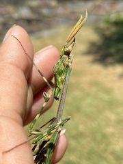 Empusa binotata