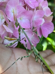 Empusa binotata