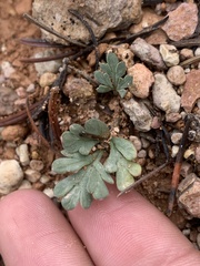 Cymopterus