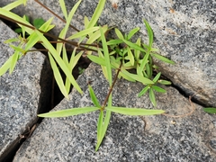 Scleromitrion brachypodum