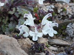 Pedicularis cheilanthifolia