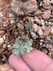 Cymopterus